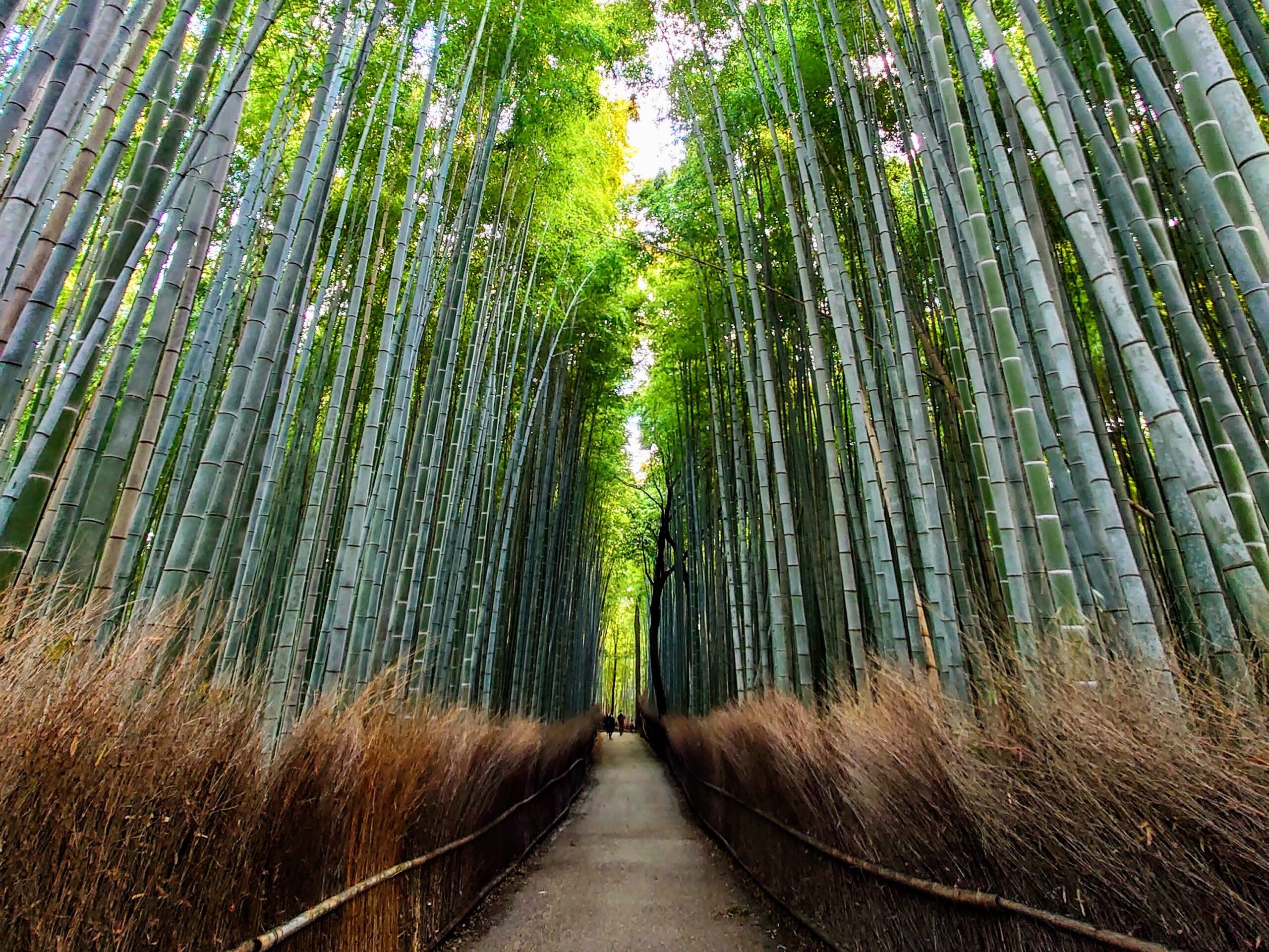 Bamboo Forest1